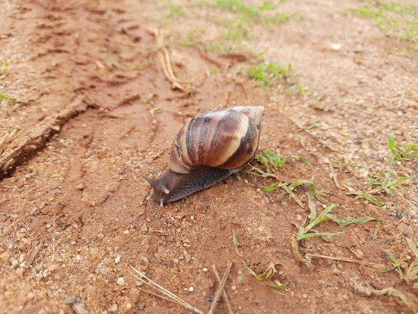 漂亮的海螺壳蜗牛的闭塞在沙地中移动的陆军线条印第安人动物 — 图库照片