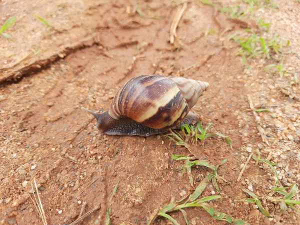Gros Plan Belles Escargots Vers Conque Shell Snail Maisons Army — Photo