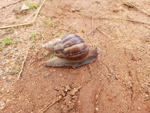 Gros Plan Belles Escargots Vers Conque Shell Snail Maisons Army — Photo