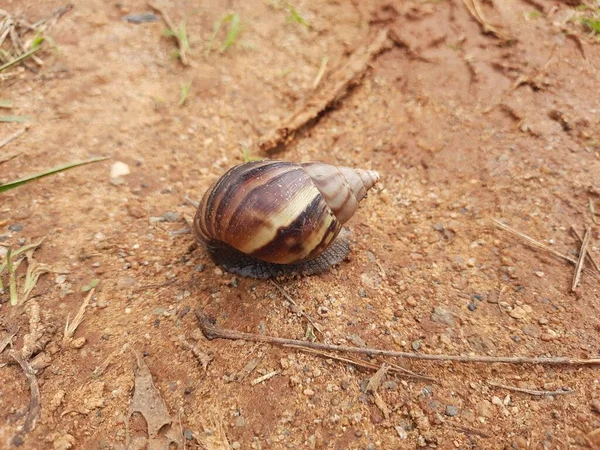 Primo Piano Bella Conchiglia Worm Lumache Shell Lumaca Case Army — Foto Stock