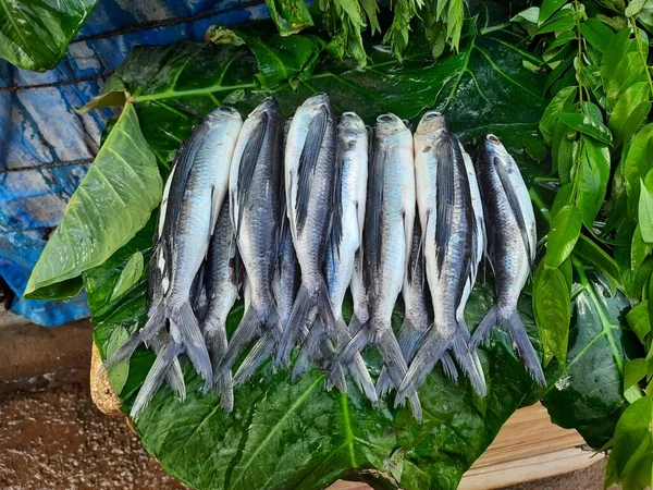 在路边出售精美的印度本地银色薄而又长的鱼 以换取非蔬菜食物 — 图库照片