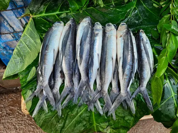 Одяг Чудового Індійського Місцевого Срібла Колір Тонкий Довгий Рибу Продається — стокове фото