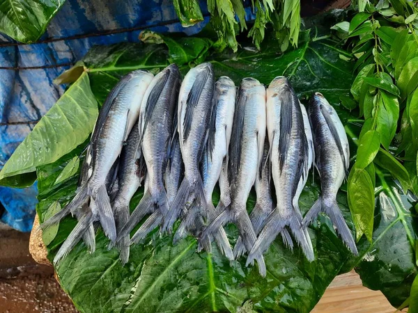 Detailní Záběr Krásné Indické Místní Stříbrné Barvy Tenké Dlouhé Ryby — Stock fotografie
