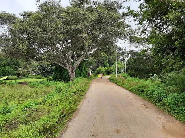 Gros Plan Belles Routes Indiennes Campagne Village Avec Arbre Banyan — Photo