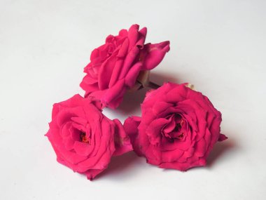 Güzel, şirin ve küçük pembe renkli Melez çay çiçekleri beyaz arka planda izole edilmiş.