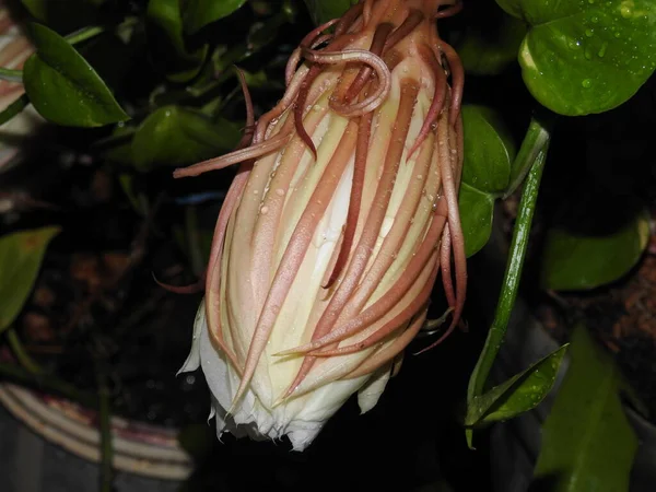 Close Bela Flor Brahma Kamal Saussurea Obvallata Floresceu Fundo Escuro — Fotografia de Stock