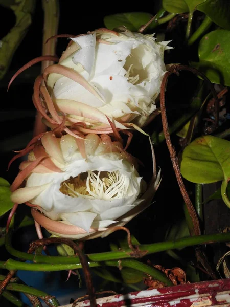 Güzel Brahma Kamal Saussure Obvallata Çiçeğinin Kapanışı Karanlık Bir Gecede — Stok fotoğraf