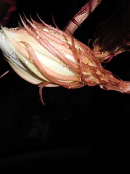 Güzel Brahma Kamal Saussure Obvallata Çiçeğinin Kapanışı Karanlık Bir Gecede — Stok fotoğraf