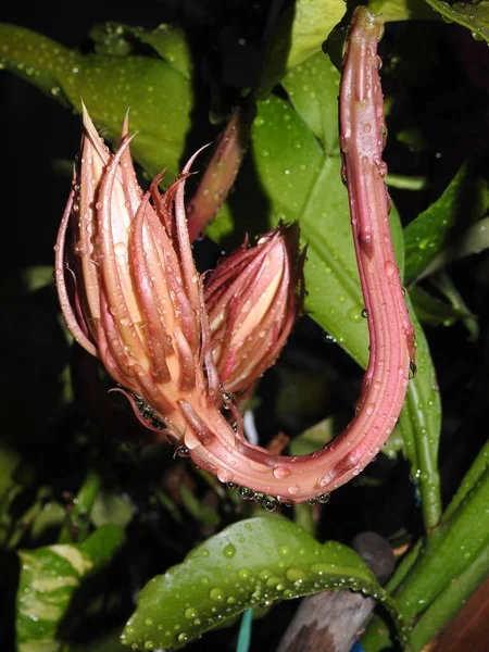 Closeup Beautiful Brahma Kamal Saussurea Obvallata Flower Bloomed Dark Night — Stock Photo, Image