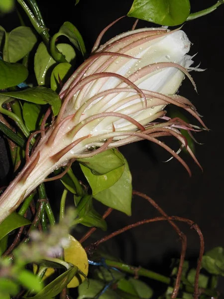 Цвітіння Прекрасної Квітки Брахми Камаль Або Сосурея Обваллата Квітка Якої — стокове фото