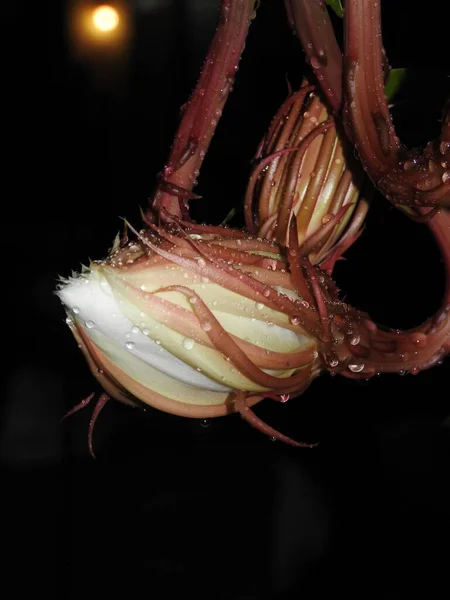 Closeup Beautiful Brahma Kamal Saussurea Obvallata Flower Bloomed Dark Night — Stock Photo, Image