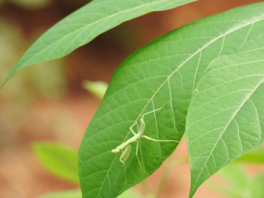 Yeşil renkli Hint Peygamberdevesi Böceği parktaki bitkinin yeşil yapraklarının üzerinde.