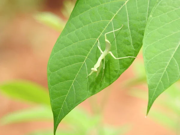 Closeup Cor Verde Indian Praying Mantis Inseto Folhas Verdes Planta — Fotografia de Stock