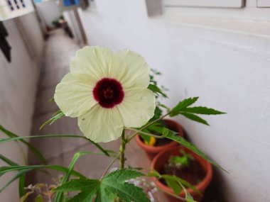 Güzel Roselle 'in ya da Rosella bitkisinin yakın çekimi ve sarı ve kestane rengi çiçekler sabah çiçek açıyor.