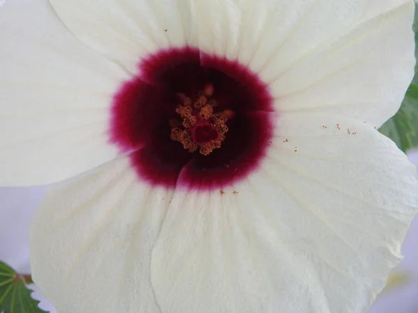 Цвітіння Прекрасної Квітки Розеля Або Розелли Жовтого Маронного Кольору Квітки — стокове фото