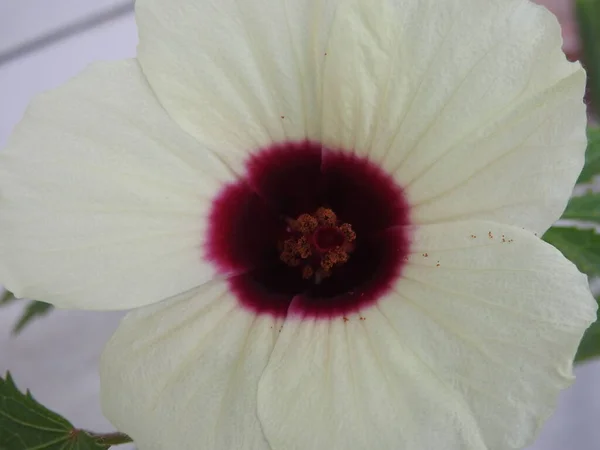 Цвітіння Прекрасної Квітки Розеля Або Розелли Жовтого Маронного Кольору Квітки — стокове фото