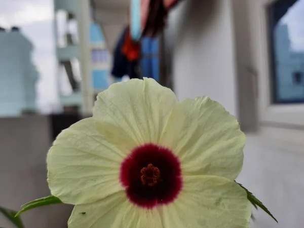 美しいロゼルやロゼラの植物の閉鎖と黄色と月の色の花は午前中に咲く — ストック写真