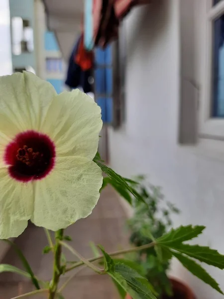 美丽的蔷薇或蔷薇植物和黄色及栗色花朵在早晨盛开的衣服 — 图库照片