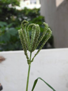 Yakın plan güzel genç ragi ya da parmak darı tanecikleri bir bitkide yetişiyor