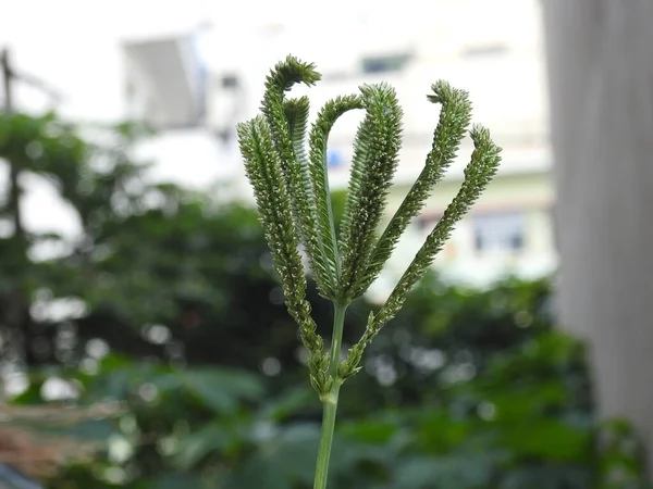 아름다운 식물에서 자라는 손가락으로 곡식을 — 스톡 사진