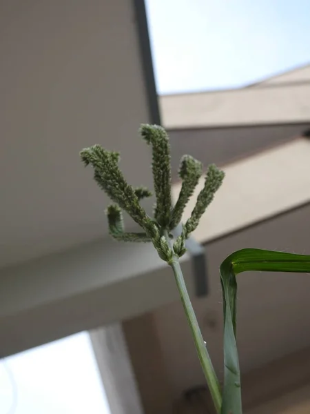 Yakın Plan Güzel Genç Ragi Parmak Darı Tanecikleri Bir Bitkide — Stok fotoğraf