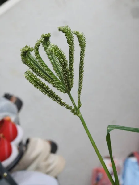 Closeup Belo Ragi Jovem Grãos Milho Dedo Crescendo Uma Planta — Fotografia de Stock