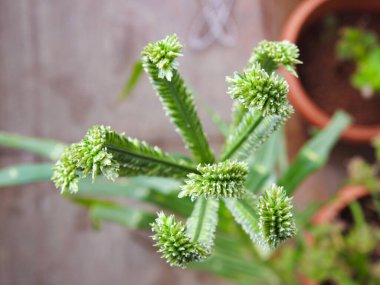 Yakın plan güzel genç ragi ya da parmak darı tanecikleri bir bitkide yetişiyor