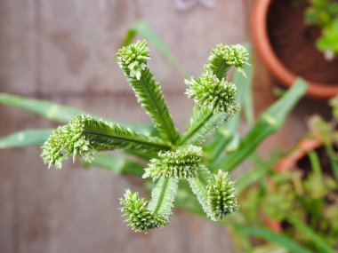 Yakın plan güzel genç ragi ya da parmak darı tanecikleri bir bitkide yetişiyor