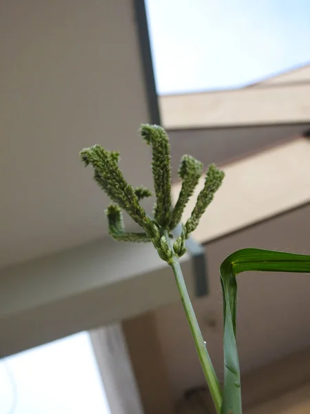 Closeup Belo Ragi Jovem Grãos Milho Dedo Crescendo Uma Planta — Fotografia de Stock