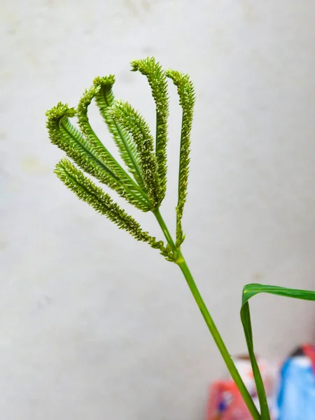 아름다운 식물에서 자라는 손가락으로 곡식을 — 스톡 사진