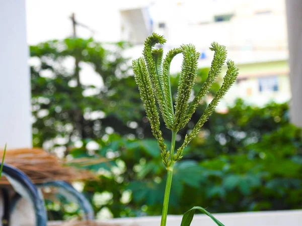 植物で育つ美しい若いラギやヒキガエルの穀物を閉じます — ストック写真