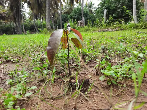 Primer Plano Hermosa Planta Mango Joven Crece Partir Semillas Campo —  Fotos de Stock