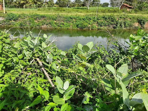 Primer Plano Hermosa Serpiente Vid Verde India Cerca Del Canal —  Fotos de Stock