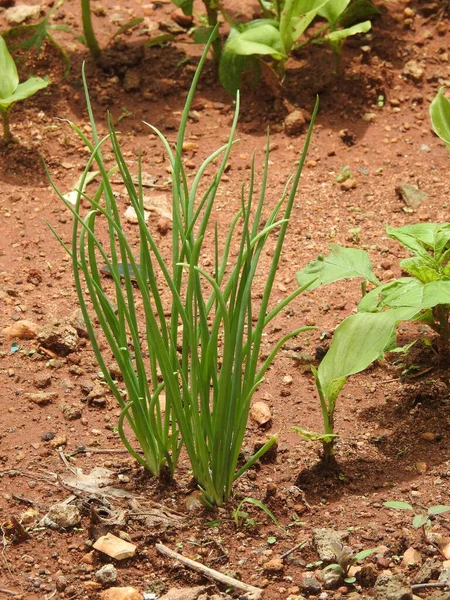 Close Van Mooie Jonge Uien Die Volle Grond Groeien Groenteteelt — Stockfoto