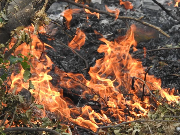 Fechar Belas Madeiras Fogo Queimadas Vívidas Queimadas Fogo Fundo Quente — Fotografia de Stock