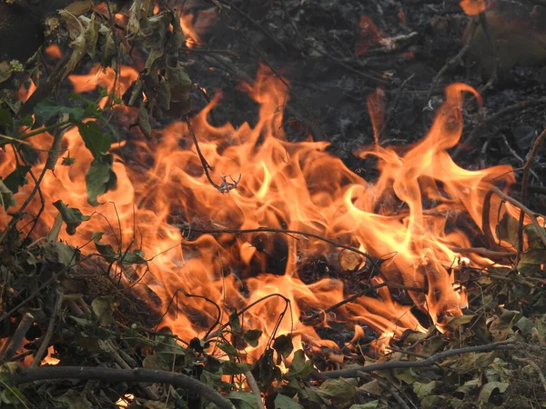 Fechar Belas Madeiras Fogo Queimadas Vívidas Queimadas Fogo Fundo Quente — Fotografia de Stock