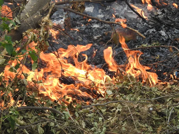 Fechar Belas Madeiras Fogo Queimadas Vívidas Queimadas Fogo Fundo Quente — Fotografia de Stock