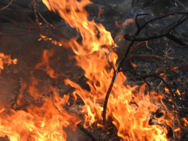 Fechar Belas Madeiras Fogo Queimadas Vívidas Queimadas Fogo Fundo Quente — Fotografia de Stock