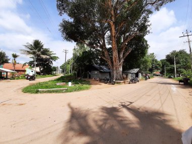 Mandya, Karnataka, Hindistan-Sep 10 2021: Arali Katte 'ye yakın çekim veya Bujavalli, Maddur Taluk, Mandya İlçesi' nin merkezindeki büyük dikiz ağacı.