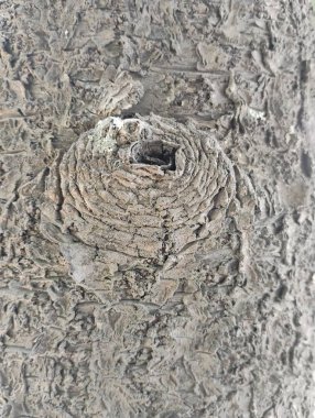 Güzel ağaç kabuğu düğümü düğüm dokusu arkaplanının yakınlaştırılması.