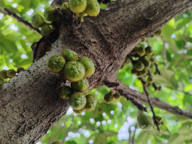 Güzel ve genç yeşil renkli Anjeera 'nın yakın çekimi mi yoksa doğa arka planında incir meyvesi mi?.