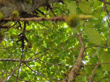 Güzel ve genç yeşil renkli Anjeera 'nın yakın çekimi mi yoksa doğa arka planında incir meyvesi mi?.