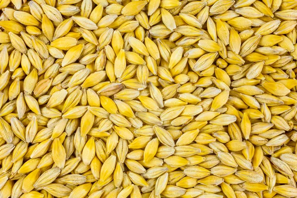 Natural oat grains background — Stock Photo, Image