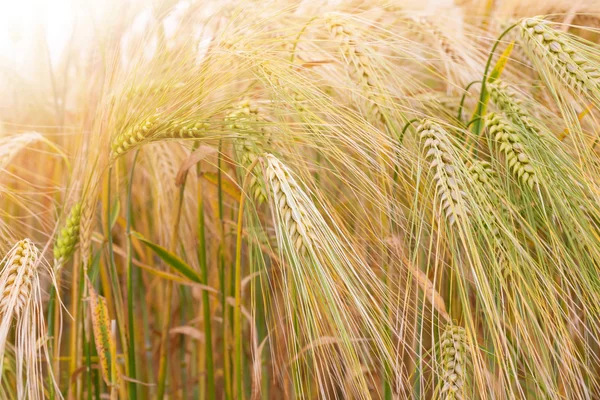 Wheat field, natural background — Stock Photo, Image