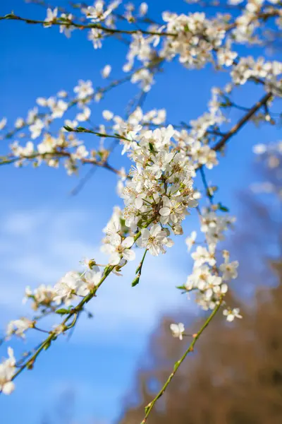 Blühender Zweig im Frühling — Stockfoto
