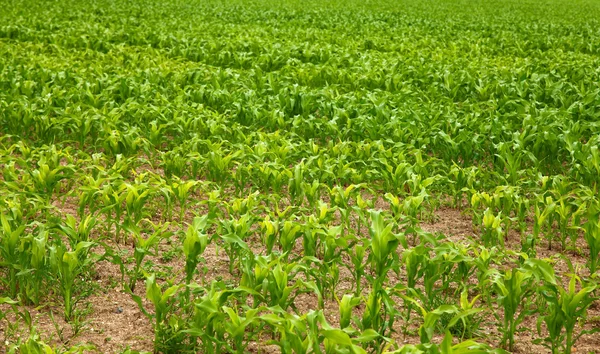 Кукурузное поле в весенний сезон — стоковое фото