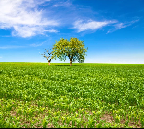 Corn field with trees — Stock Photo, Image