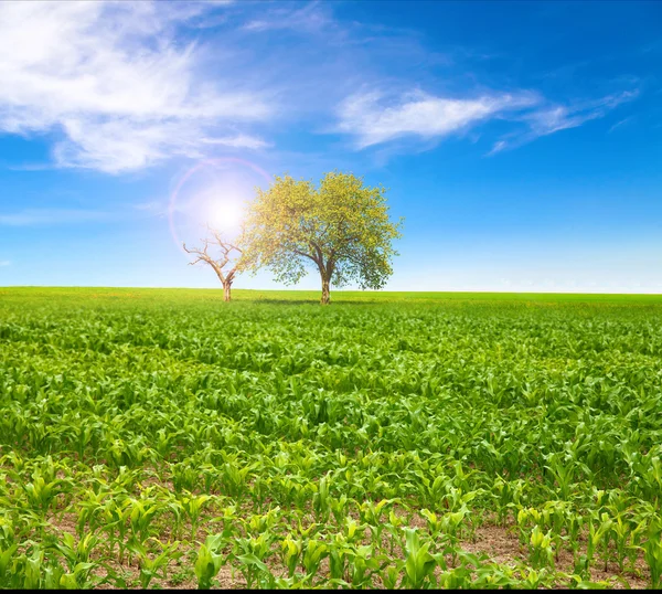 Кукурудзяне поле з деревами — стокове фото
