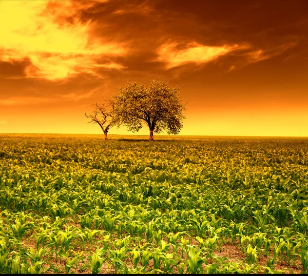 Campo de milho com árvores ao pôr do sol — Fotografia de Stock
