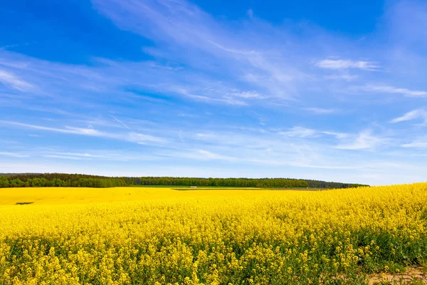 Campo de estupro e céu azul — Fotografia de Stock